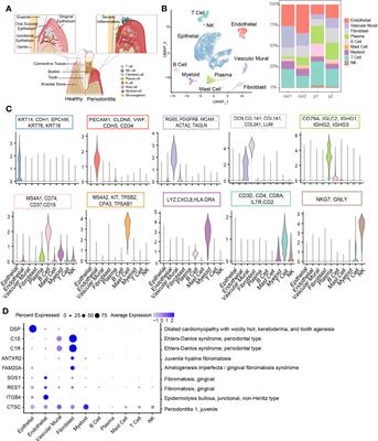 Single-Cell RNA Sequencing Identifies New Inflammation-Promoting Cell Subsets in Asian Patients With Chronic Periodontitis